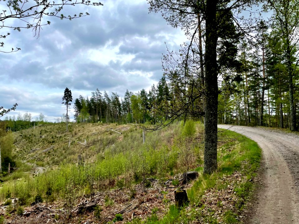 Tolmon naturreservat