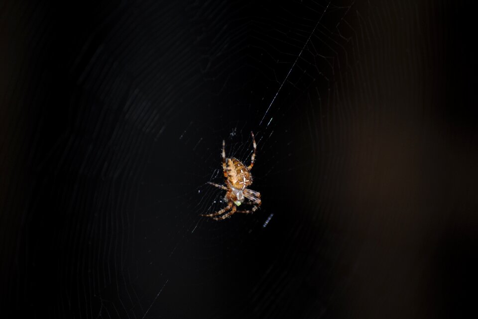 Spooky cobweb black