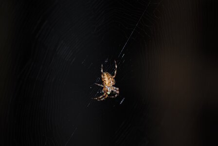 Spooky cobweb black