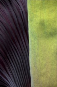 Titan Arum at Bayreuth University 52