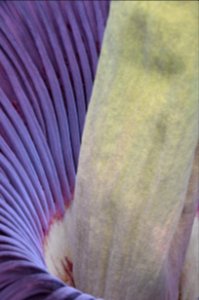 Titan Arum at Bayreuth University 65