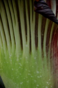 Titan Arum at Bayreuth University 57