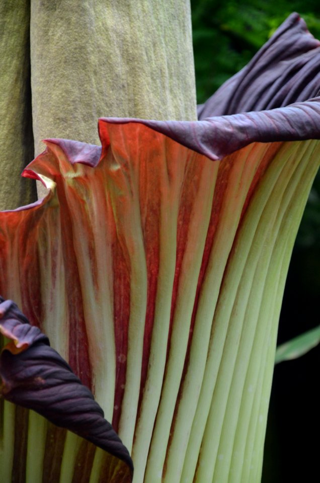 Titan Arum at Bayreuth University 59