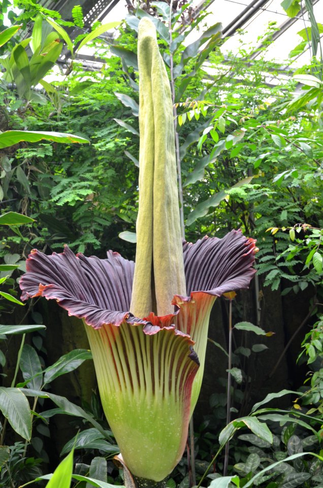 Titan Arum at Bayreuth University 33