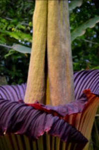 Titan Arum at Bayreuth University 83