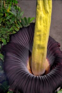 Titan Arum at Bayreuth University 88