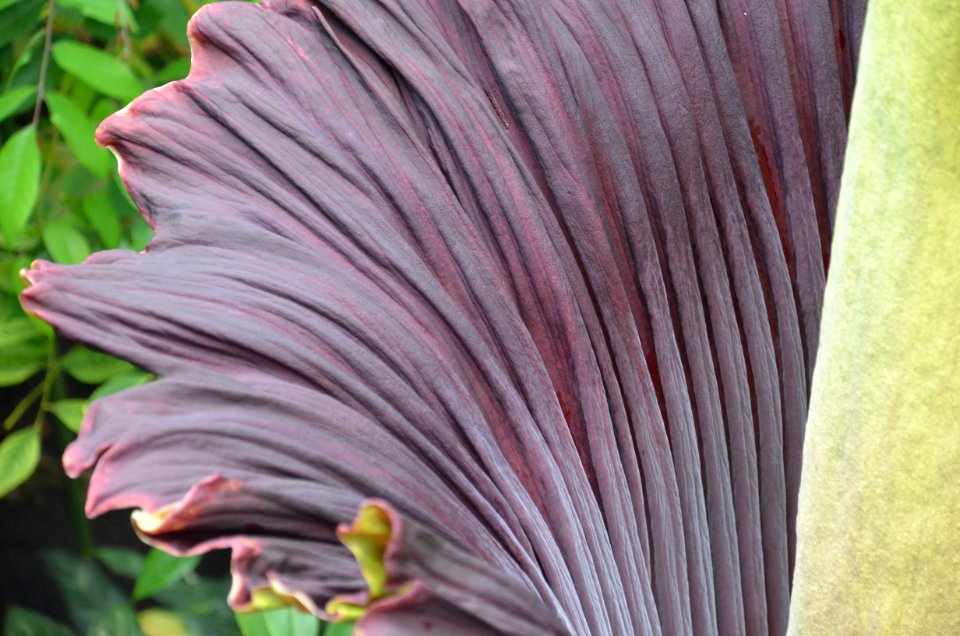 Titan Arum at Bayreuth University 45