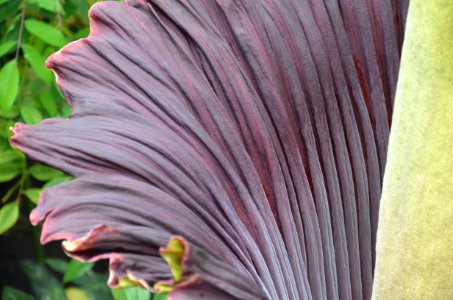 Titan Arum at Bayreuth University 45