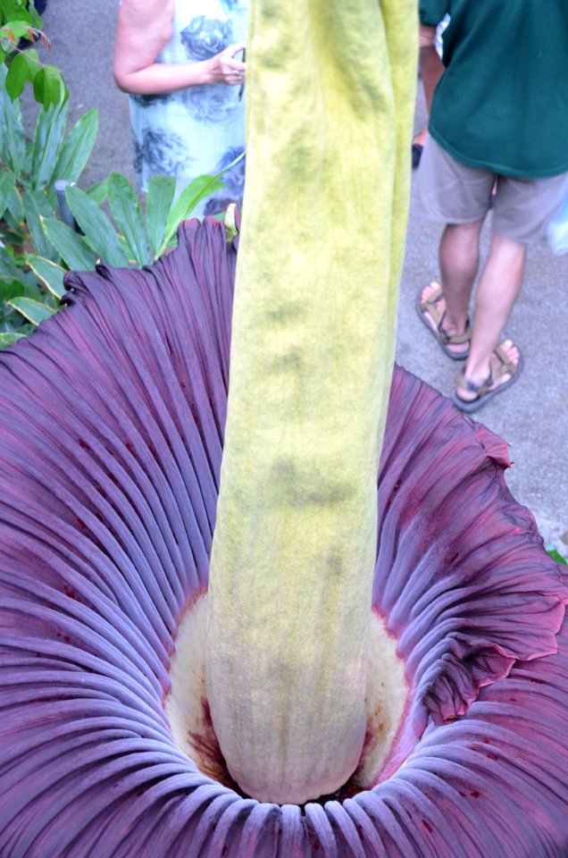 Titan Arum at Bayreuth University 72