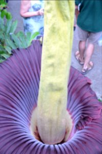 Titan Arum at Bayreuth University 72