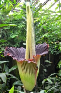 Titan Arum at Bayreuth University 39