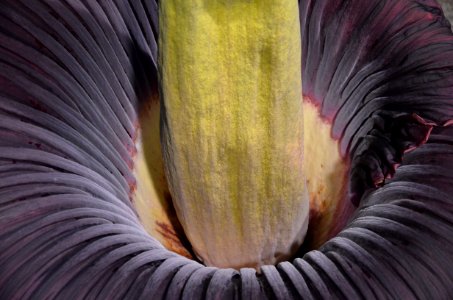 Titan Arum at Bayreuth University 91