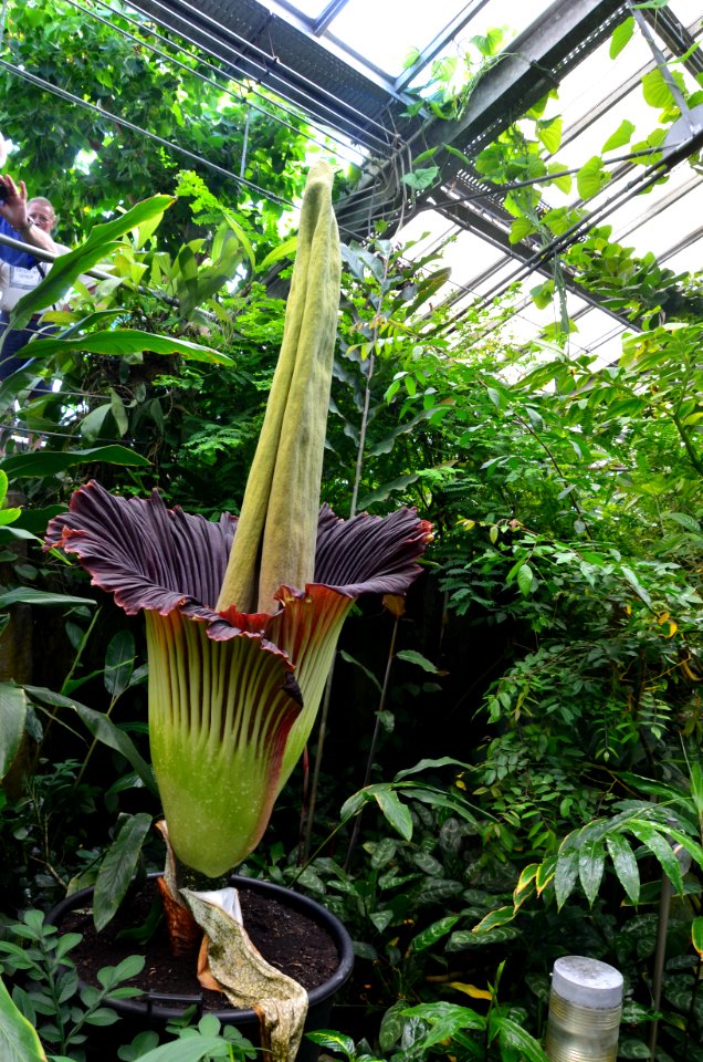 Titan Arum at Bayreuth University 29