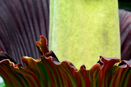 Titan Arum at Bayreuth University 23