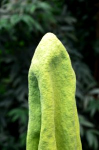 Titan Arum at Bayreuth University 21