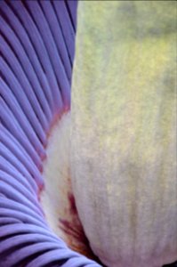 Titan Arum at Bayreuth University 71
