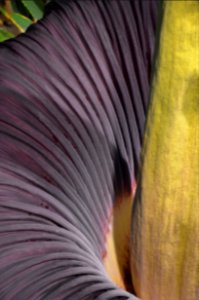 Titan Arum at Bayreuth University 86