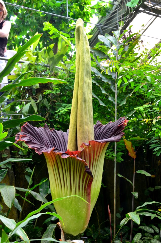 Titan Arum at Bayreuth University 12