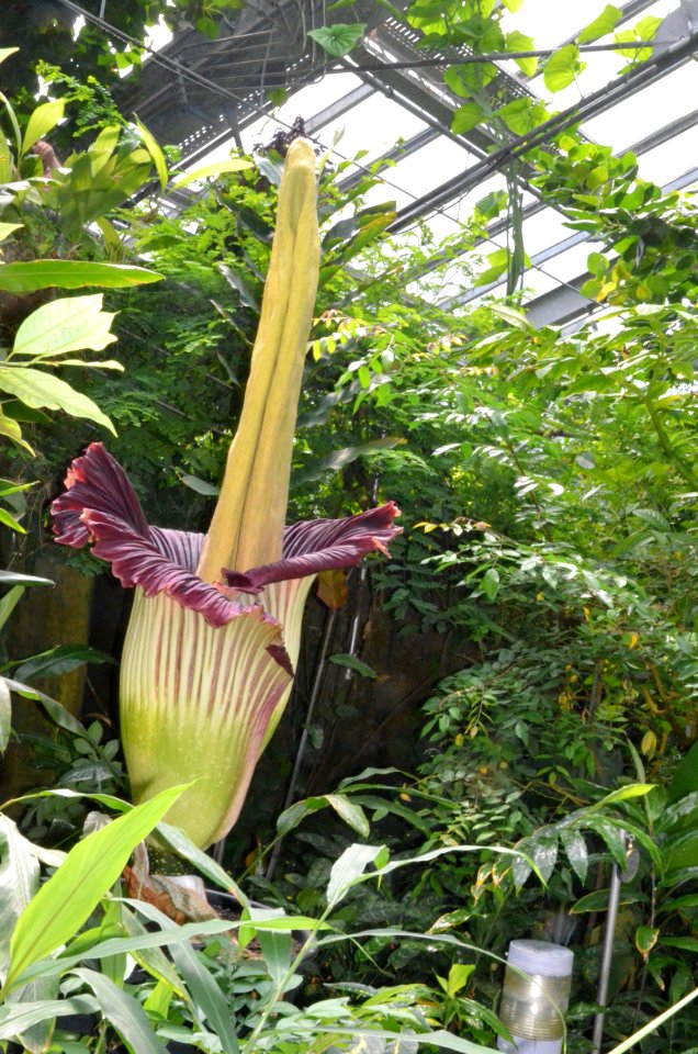 Titan Arum at Bayreuth University - Second Day 6