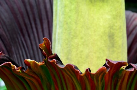 Titan Arum at Bayreuth University 01