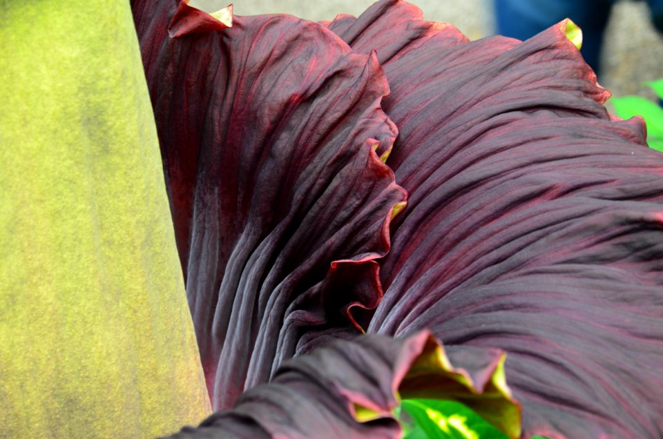 Titan Arum at Bayreuth University 09