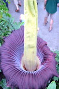 Titan Arum at Bayreuth University 73