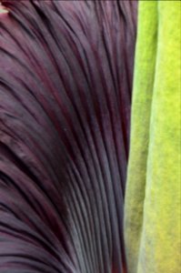 Titan Arum at Bayreuth University 04
