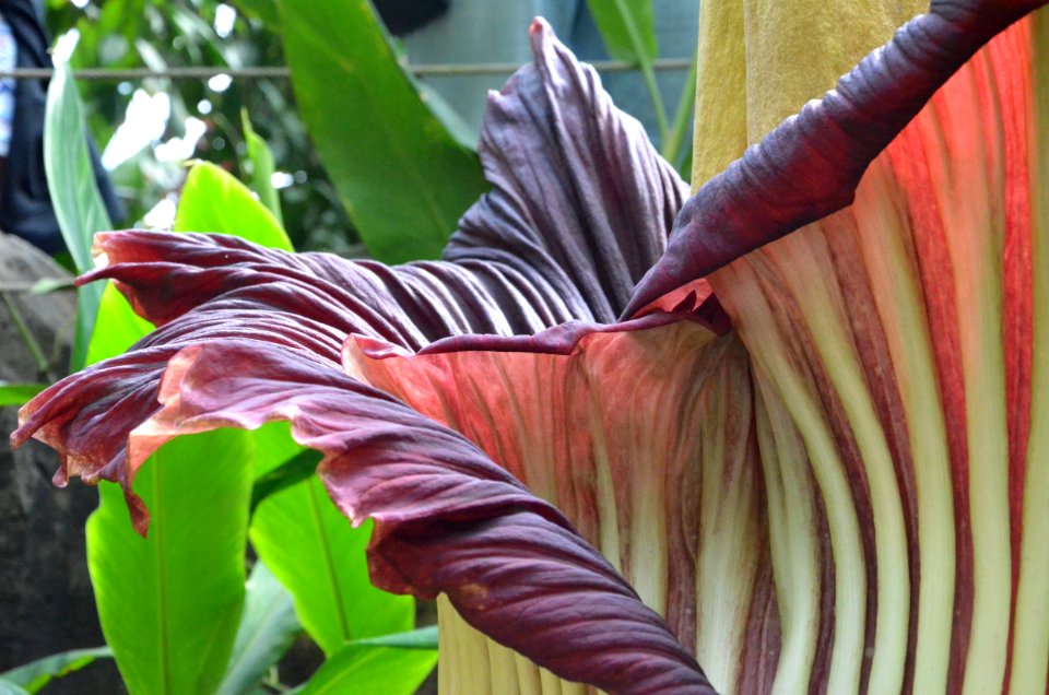 Titan Arum at Bayreuth University - Second Day 30