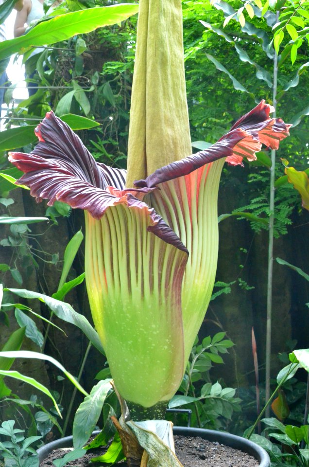 Titan Arum at Bayreuth University - Second Day 25