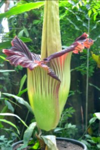 Titan Arum at Bayreuth University - Second Day 25
