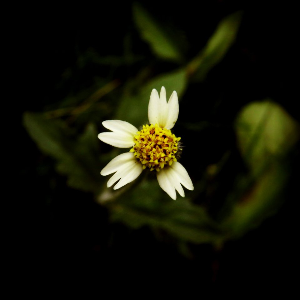 Tiny wild yellow flower white petals
