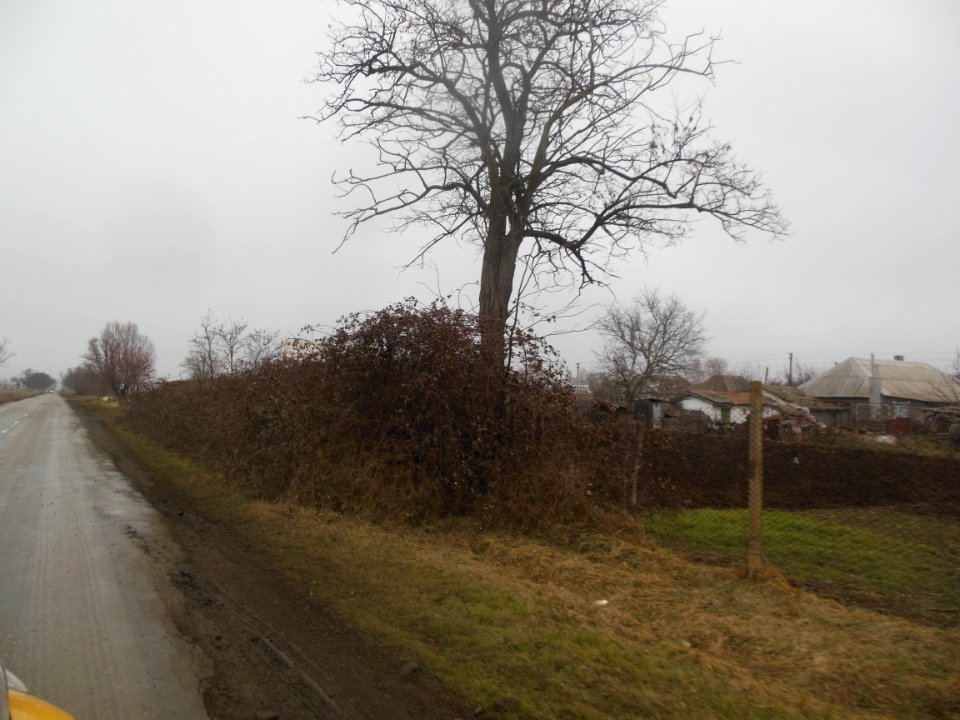 TimofeevkaCr 7