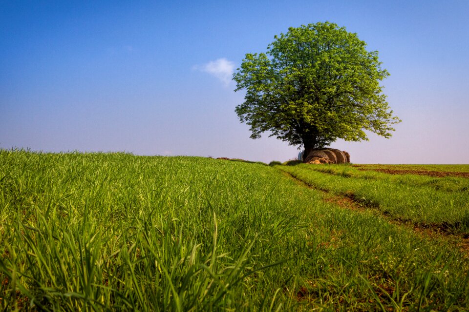 Sky meadow nature