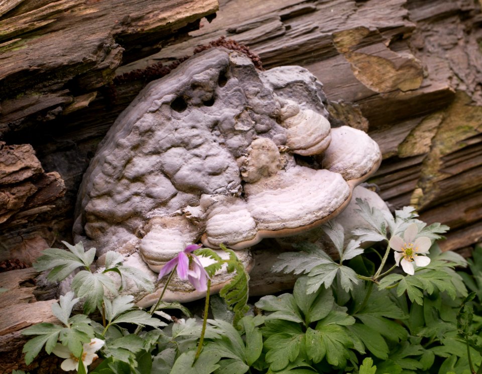 Tinder fungus and Anemone nemorosa