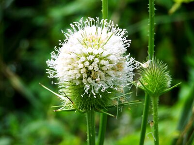 Milk thistle wildflower agra plant photo