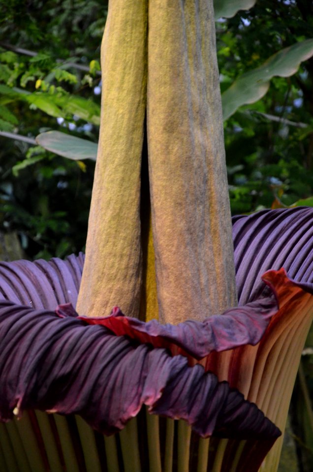 Titan Arum at Bayreuth University 82