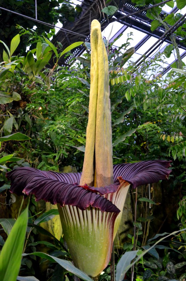 Titan Arum at Bayreuth University 80