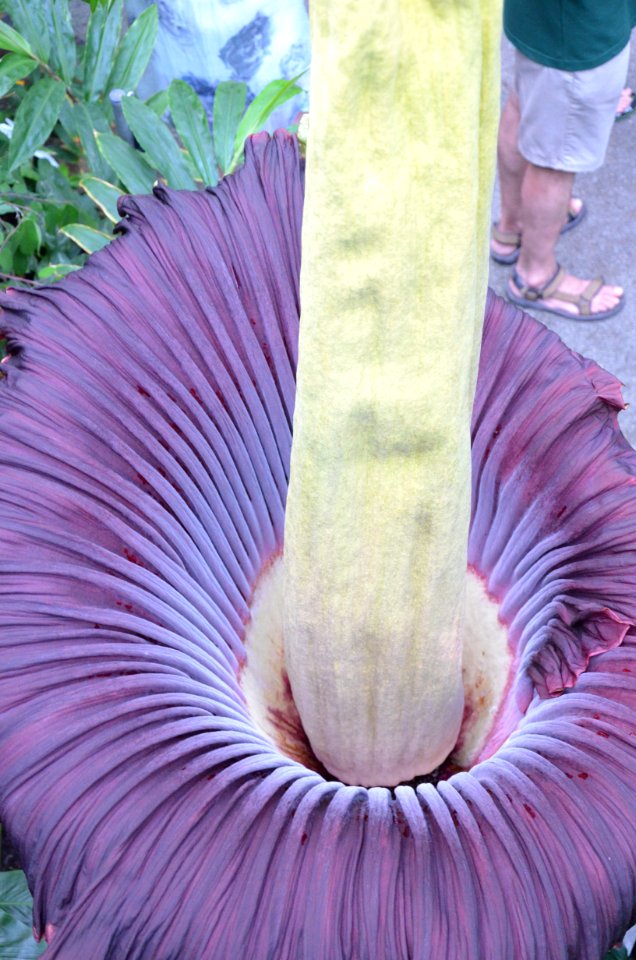 Titan Arum at Bayreuth University 70
