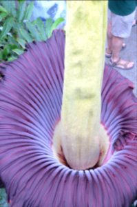 Titan Arum at Bayreuth University 70