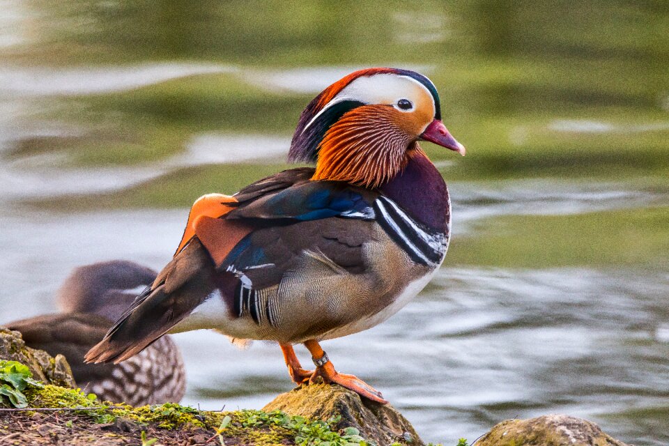 Bird animals nature