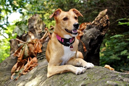 Nature animal rest