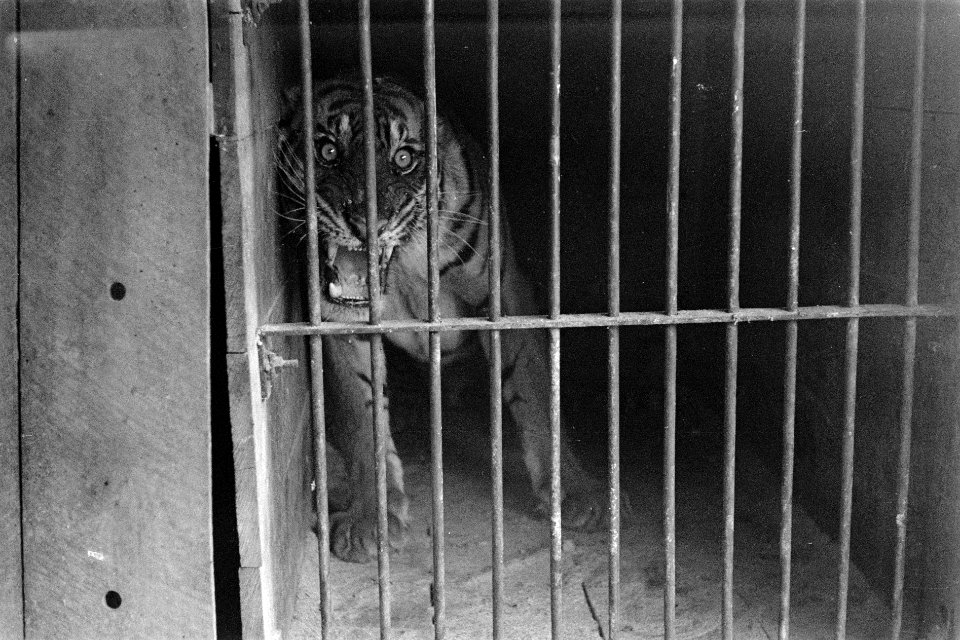 Tijger in een hok, Bestanddeelnr 2105