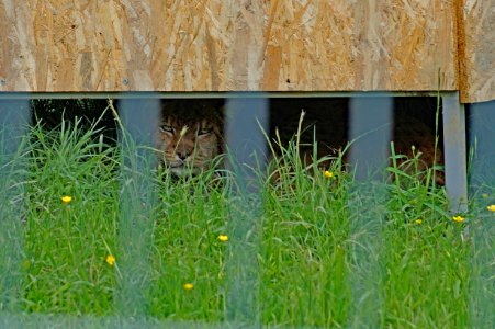 Tirana Zoo Balkan Lynx (OSCAL19 trip)