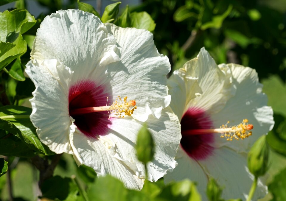 White flower mallow