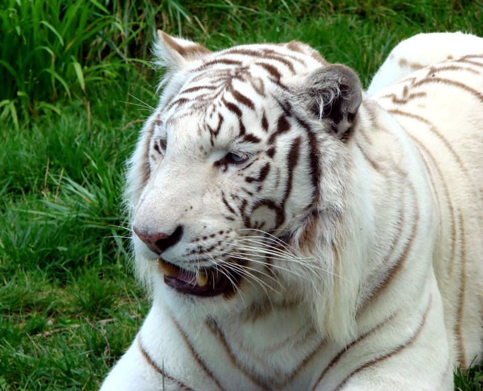 Tigre blanc Zoo d'Amnéville 27082010 3