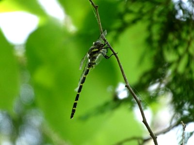 Tiger spiketail 13529423 jun 17 2018