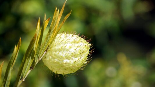 Prickly close up hairy