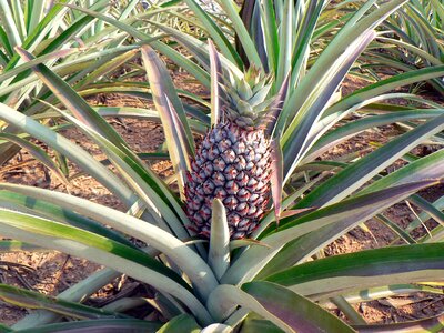 Plant fields fruit
