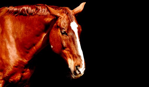 Beautiful animal animal world