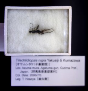 Tilachlidiopsis nigra - National Museum of Nature and Science, Tokyo - DSC06755